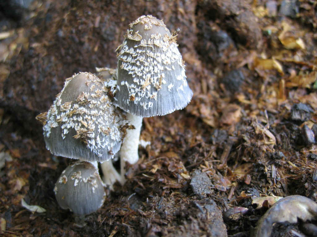 Coprinus cinereus?
